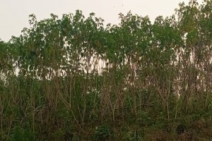 Cassava from Cameroon